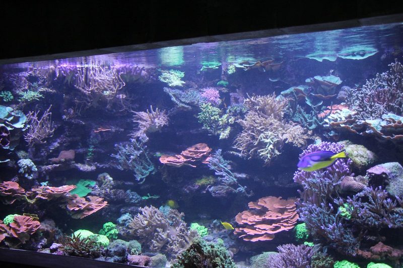 Welche Art von Aquaristik ist problemloser?