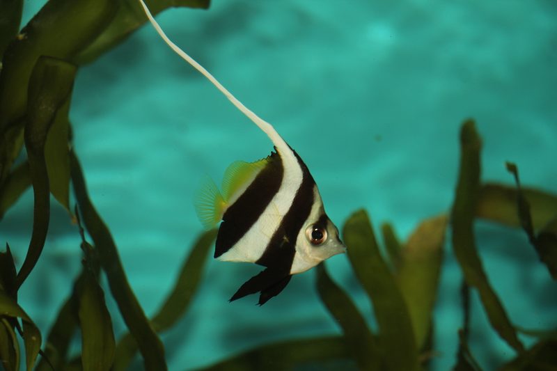 Welche Art von Aquaristik ist problemloser?