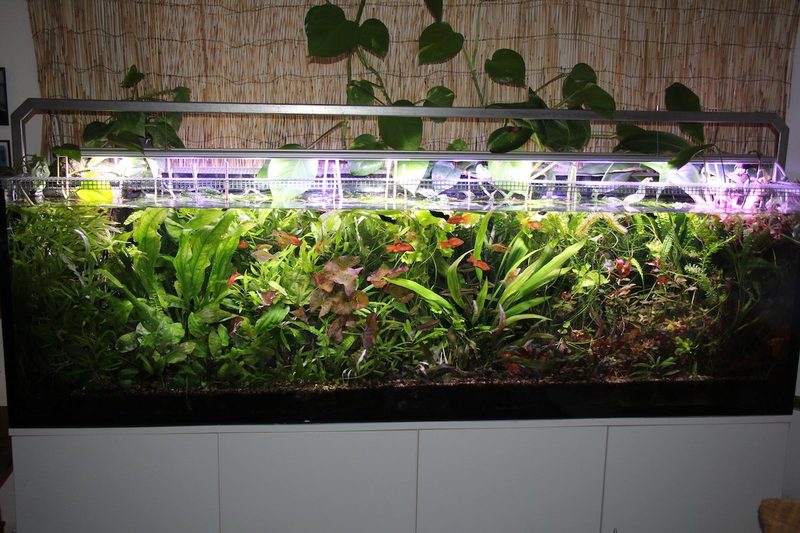 Welche Art von Aquaristik ist problemloser?
