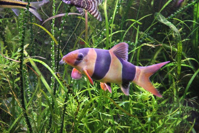 Welche Art von Aquaristik ist problemloser?