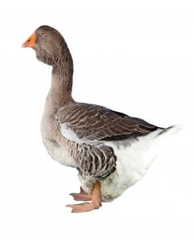 Toulouser Gans