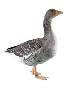 Elsässer Gans