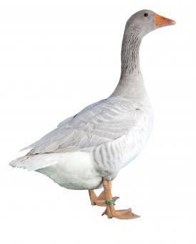 Fränkische Landgans