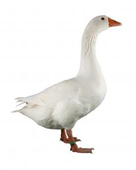 Diepholzer Gans