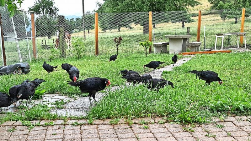Hühner mit Auslauf