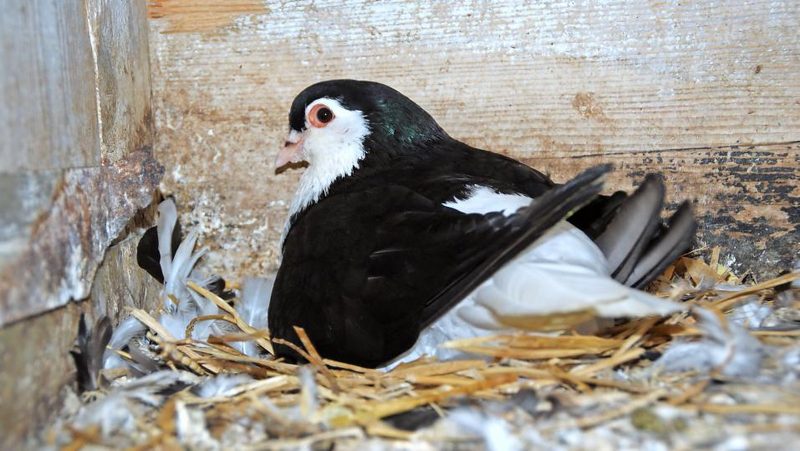 Taube sitzt auf Nest