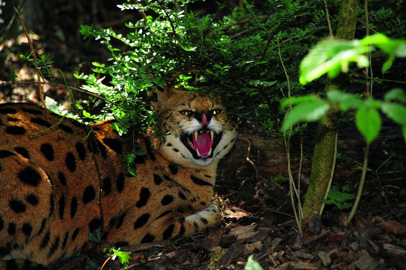 Ein Serval in der Aussenanlage des Bioparcs in Bellevue bei Genf.