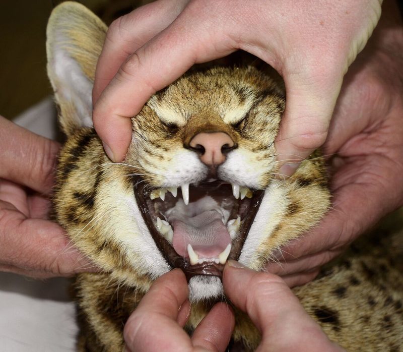 Savannah-Katzen sind Raubtiere. Ihr Gebiss ist demjenigen eines Servals ähnlich.