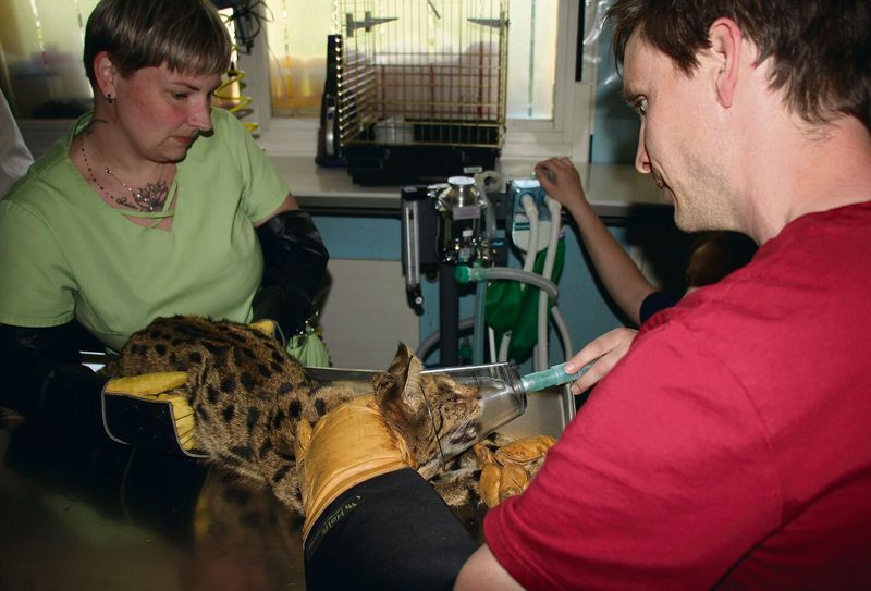 Bild unten: Dr. Tobias Blaha und eine tiermedizinische Praxisassistentin narkotisieren die Savannah-Katze.