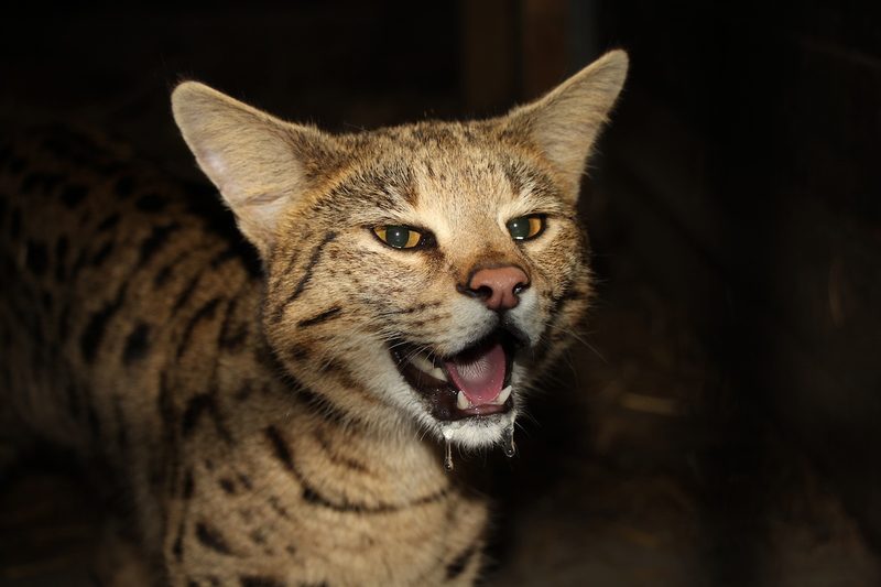 Beschlagnahmt und gerettet: Savannah-Katze Suzie im Bioparc Genf