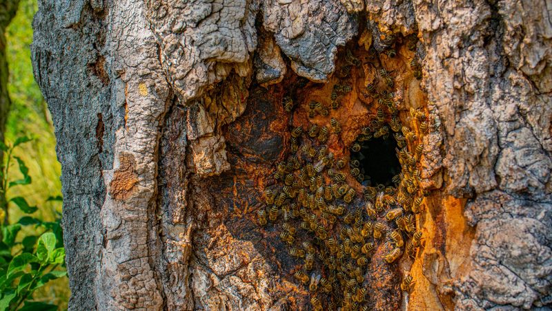 Wie die Honigbiene in der Schweiz ums Überleben kämpft