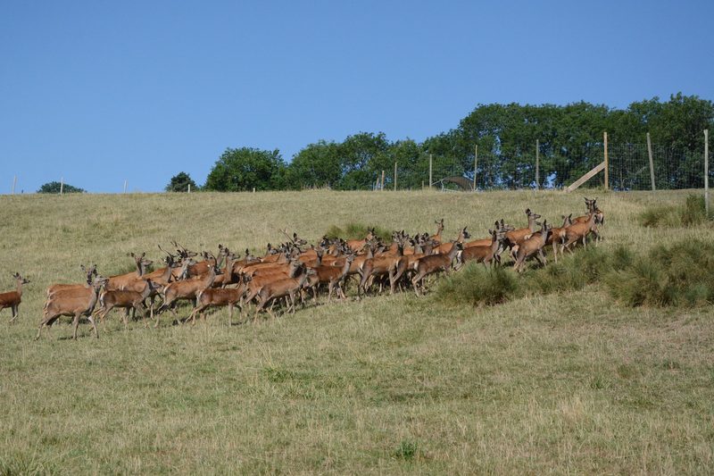 Besuch bei schweizweit grössten Rothirschzucht