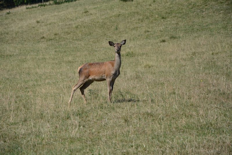 Besuch bei schweizweit grössten Rothirschzucht