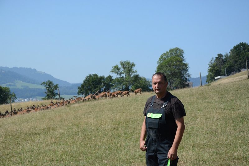 Besuch bei schweizweit grössten Rothirschzucht