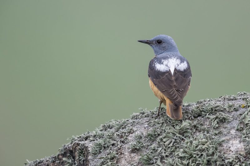 Warum dunkle Zugvögel die Sahara besonders hoch überfliegen