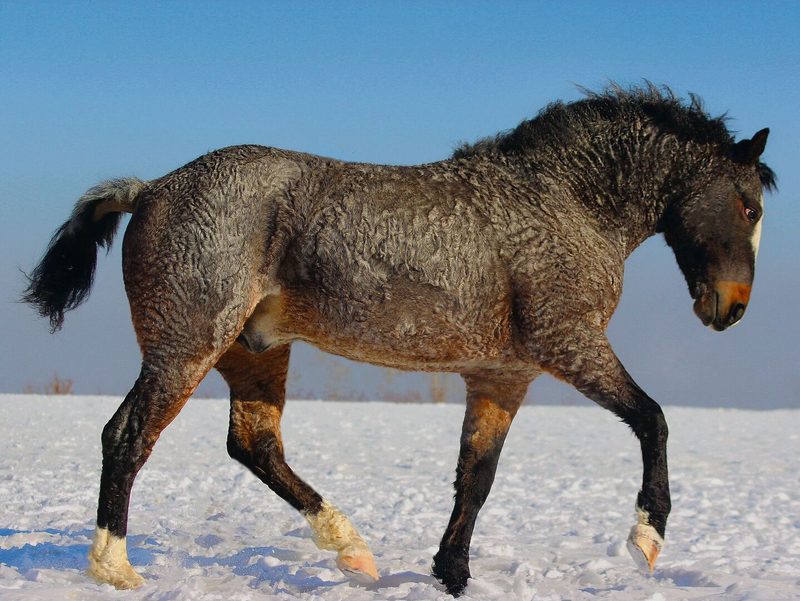 American Bashkir Curly Horses fallen vor allem im Winter durch ihr speziell gekräuseltes Fell auf. Eine Studie widerlegte nun aber, dass sie besonders geeignet für Pferde-Allergikerinnen sind.