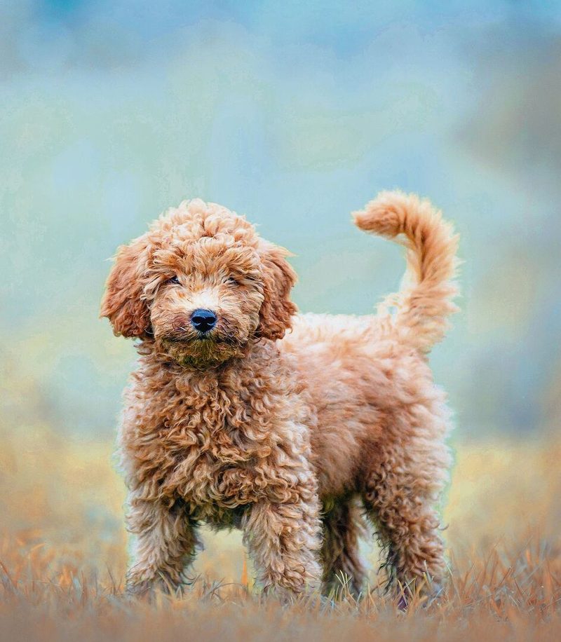 Kreuzungen wie der Labradoodle wurden für Allergiker gezüchtet. Aber auch diese Hunde produzieren Allergene, jedoch weniger als kurzhaarige Rassen.