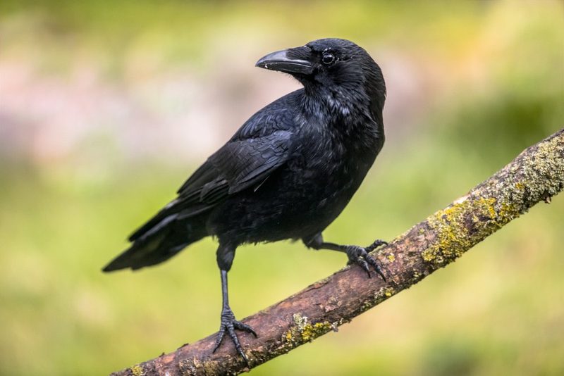 Vogelarten vor der Haustüre beobachten