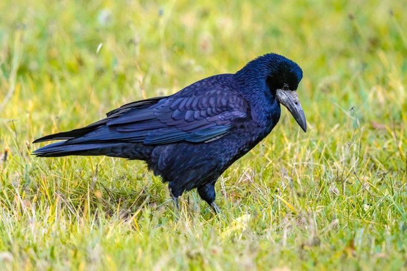 Vogelarten vor der Haustüre beobachten