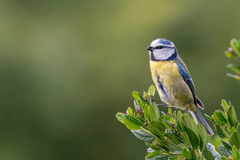 Vogelarten vor der Haustüre beobachten