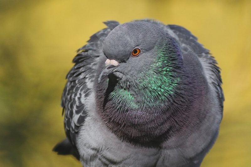 Vogelarten vor der Haustüre beobachten