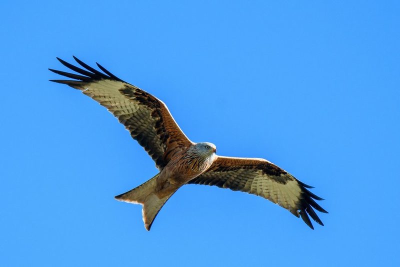 Vogelarten vor der Haustüre beobachten