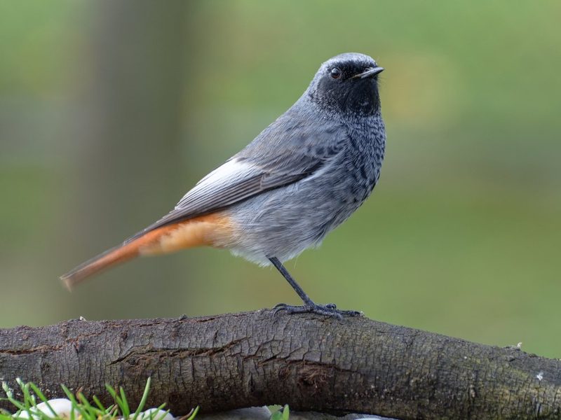 Vogelarten vor der Haustüre beobachten