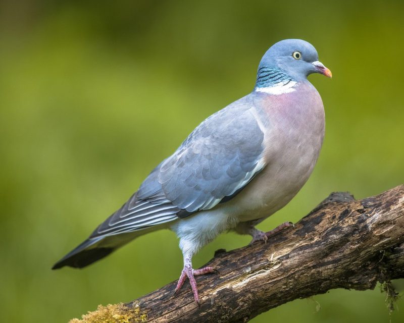 Vogelarten vor der Haustüre beobachten