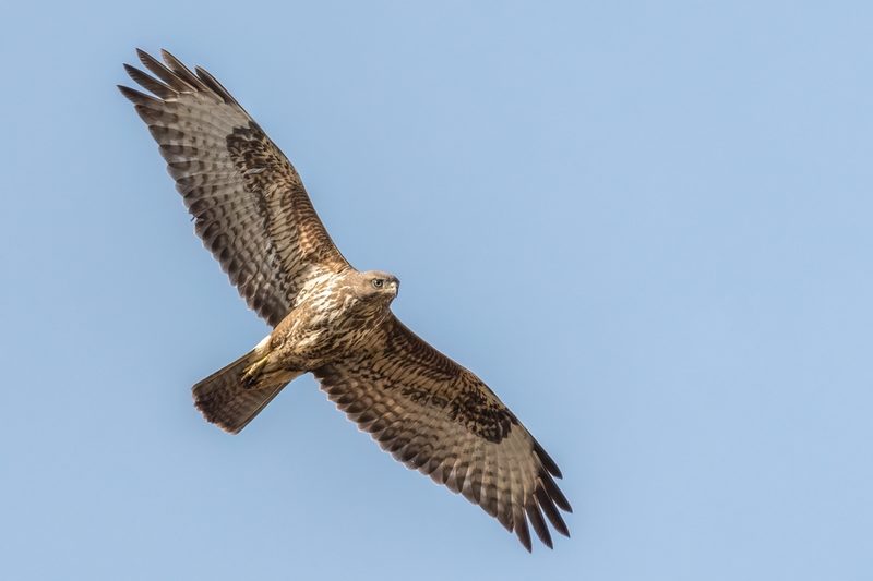 Vogelarten vor der Haustüre beobachten