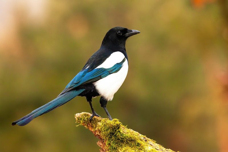 Vogelarten vor der Haustüre beobachten
