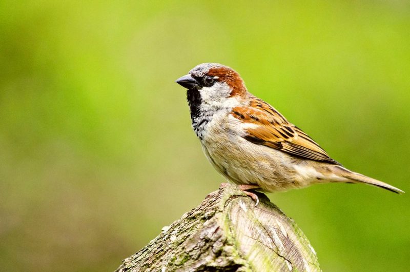 Vogelarten vor der Haustüre beobachten