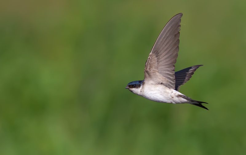 Vogelarten vor der Haustüre beobachten