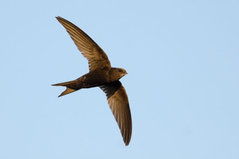 Vogelarten vor der Haustüre beobachten