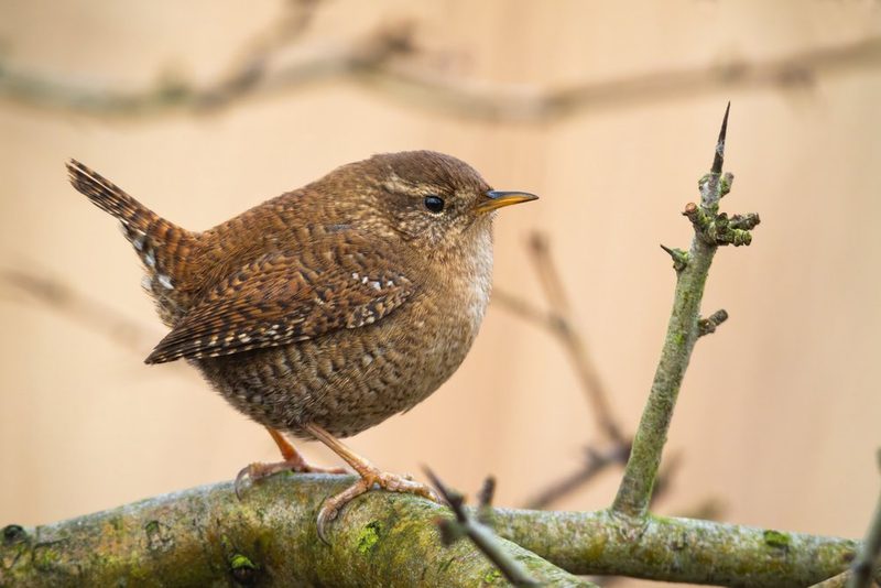 Vogelarten vor der Haustüre beobachten