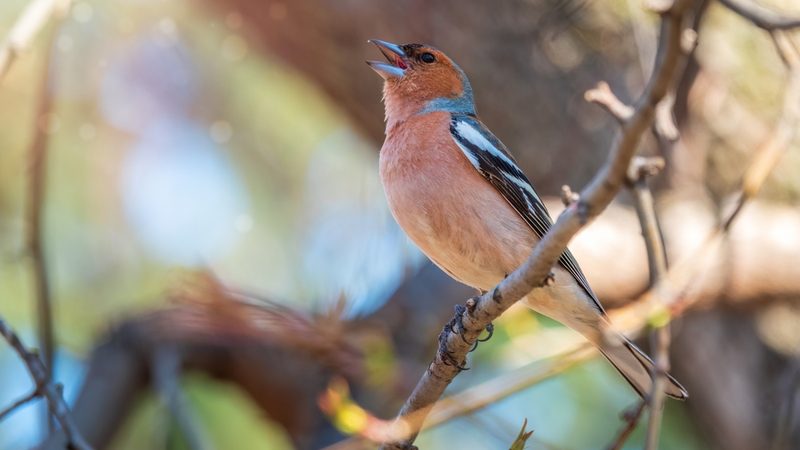 Vogelarten vor der Haustüre beobachten