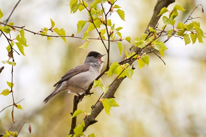 Vogelarten vor der Haustüre beobachten