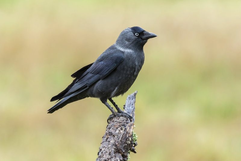 Vogelarten vor der Haustüre beobachten