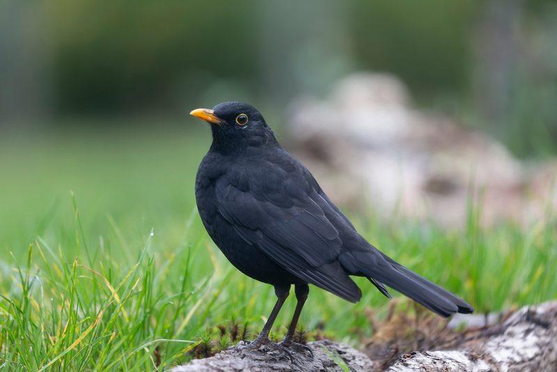 Vogelarten vor der Haustüre beobachten
