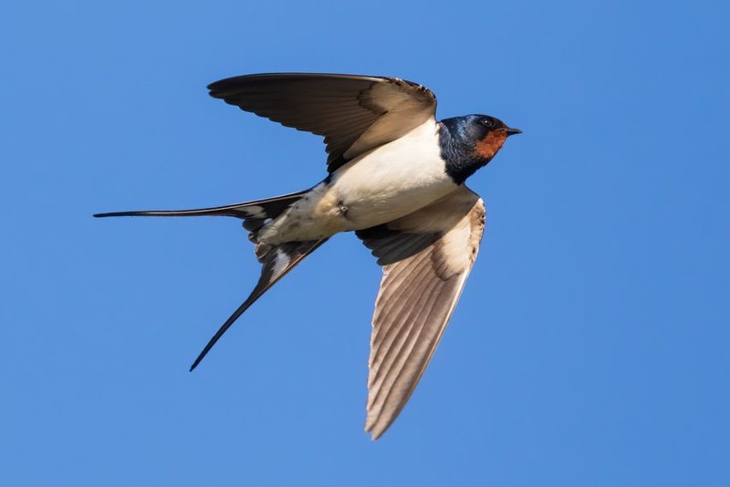 Vogelarten vor der Haustüre beobachten