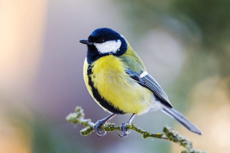 Vogelarten vor der Haustüre beobachten
