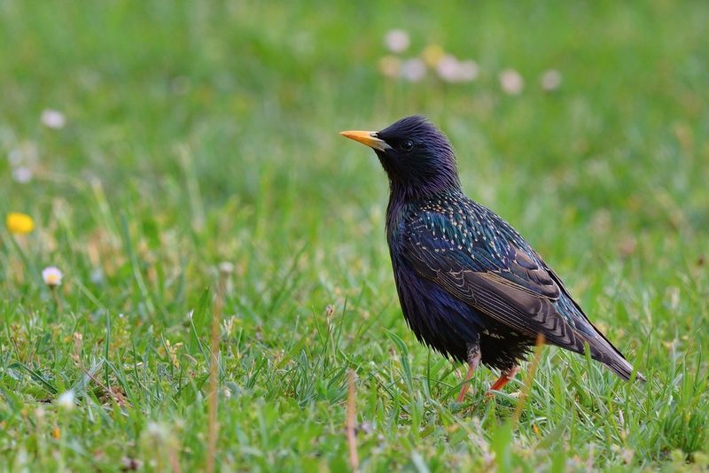 Vogelarten vor der Haustüre beobachten