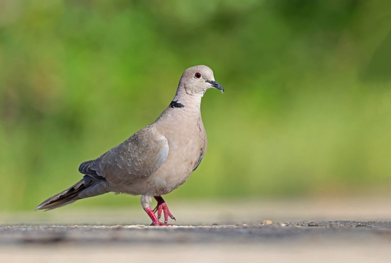 Vogelarten vor der Haustüre beobachten