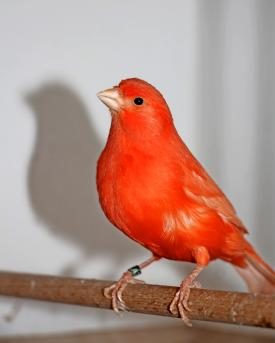 Ziervögel: Farbkanarie