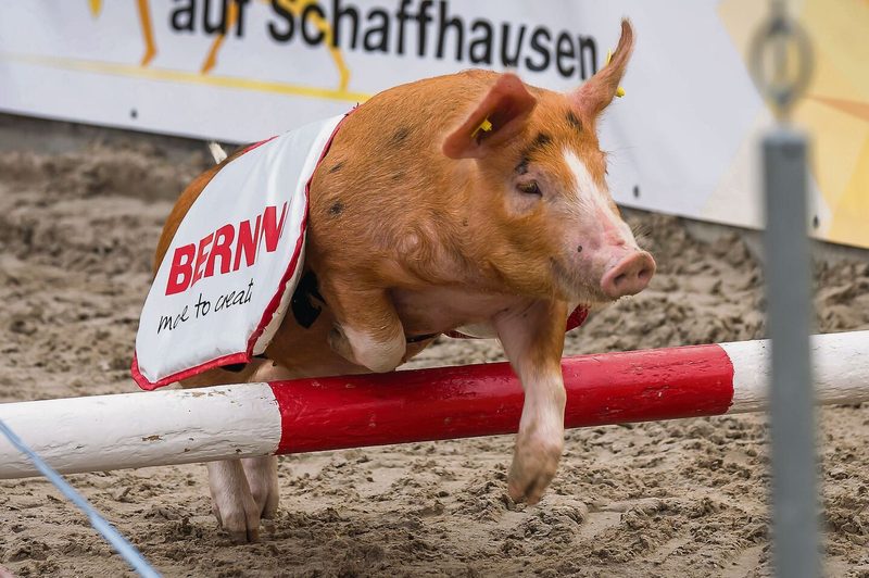 Behände nimmt das Schwein auch die kleine Hürde.