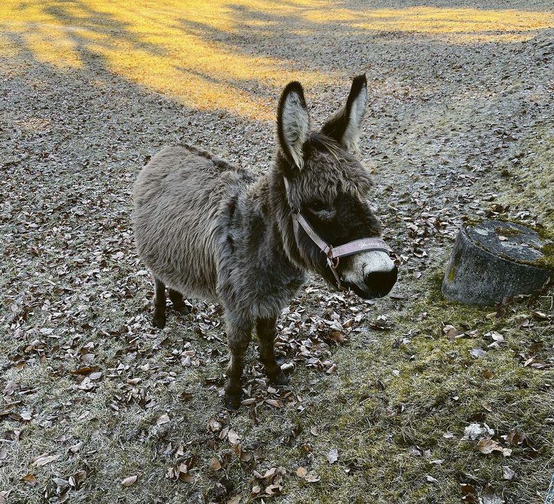 Eselin Pierrina wacht gemeinsam mit ihrem Sohn Pierrino über die Coburger Füchse.