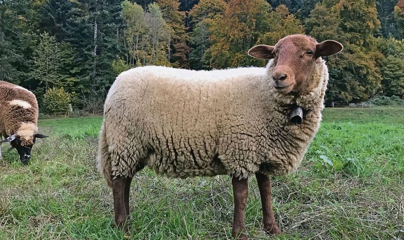 Die Lämmer sind normalerweise kastanienbraun, bei einigen Exemplaren der Herde drückt der weisse Merinoeinschlag durch.