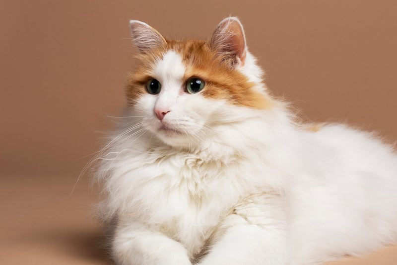 Warum Hunderassen so unterschiedlich aussehen, Katzen aber nicht