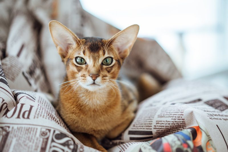 Warum Hunderassen so unterschiedlich aussehen, Katzen aber nicht