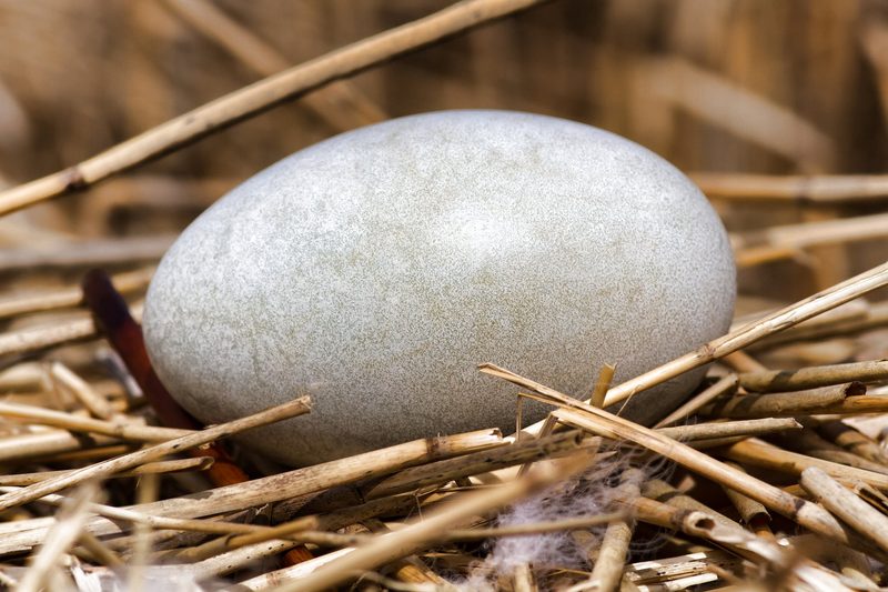Eier anstechen statt Schwäne jagen