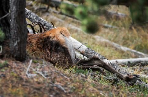 14-nationalpark-hirschkadaver.jpg
